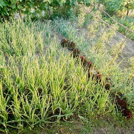 Encosta Do Sol Casa de Férias *