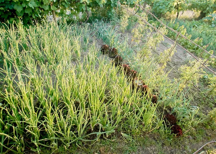 Encosta Do Sol Ferienhaus *